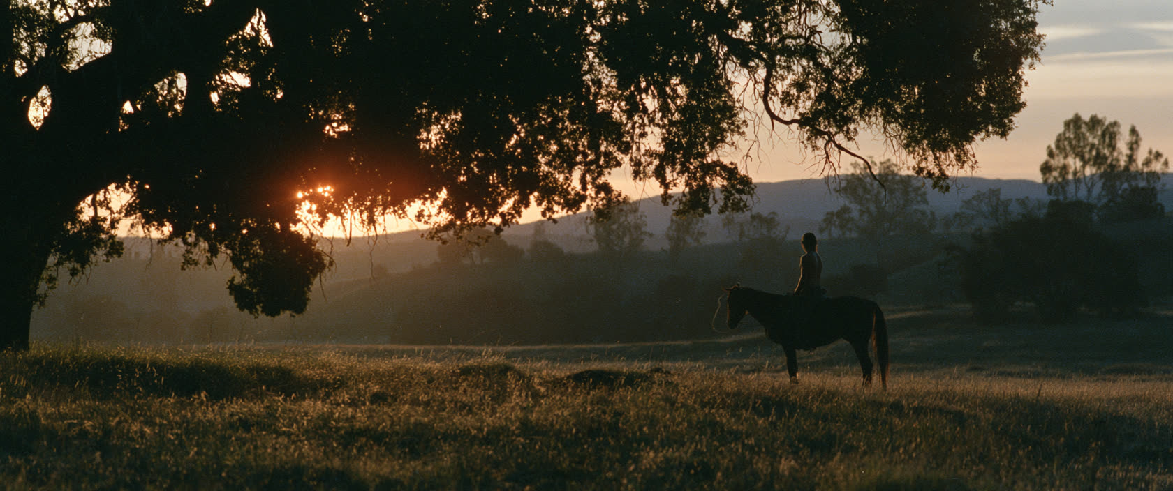 A lone rider under a spreading tree at sunset.