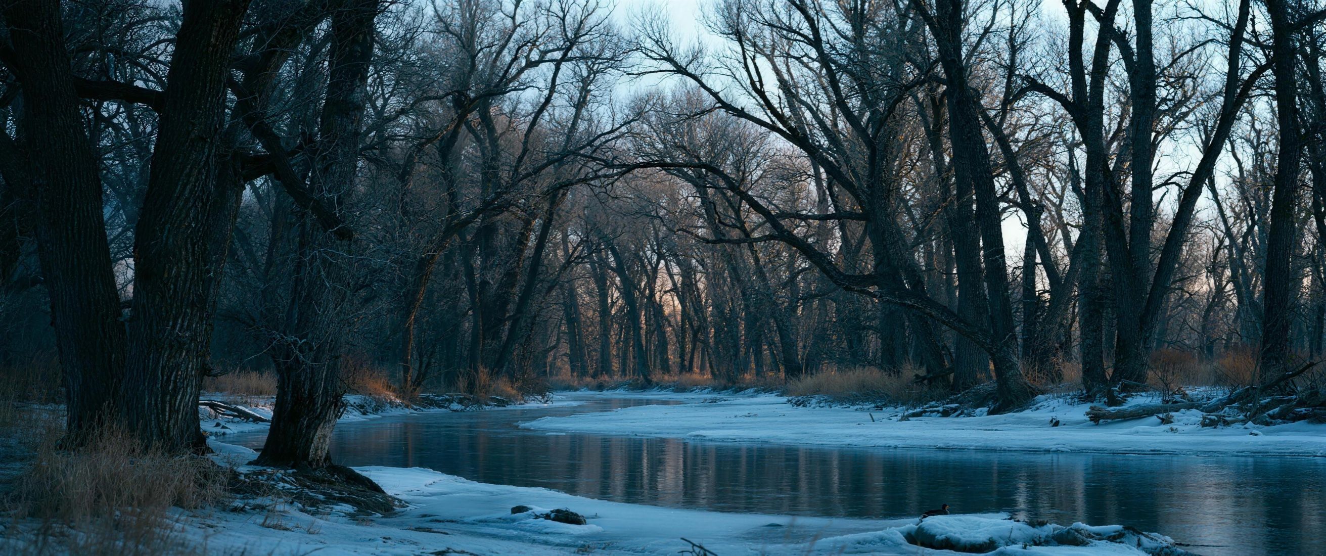 Bare cottonwoods along a frozen river.